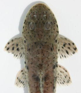 Loricariichthys platymetopon