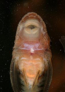 Nannoptopoma sp. (LDA110)