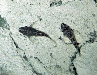 Nannoptopoma sternoptychum