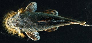 Neblinichthys echinasus