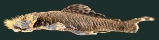 Neblinichthys echinasus