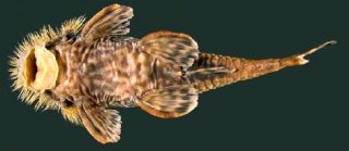 Neblinichthys echinasus