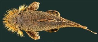 Neblinichthys echinasus