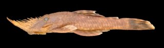 Neblinichthys pilosus