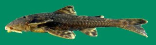 Neoplecostomus microps