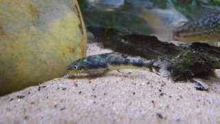 Otocinclus arnoldi