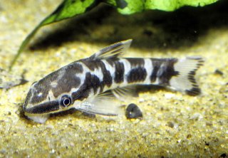 Otocinclus cocama