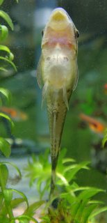 Otocinclus huaorani