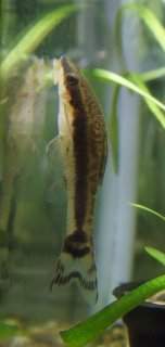 Otocinclus huaorani