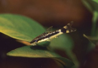 Otocinclus macrospilus