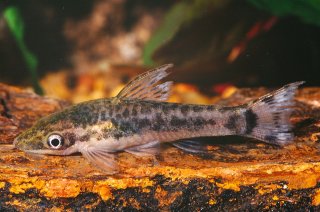 Otocinclus macrospilus