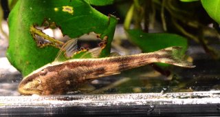 Otocinclus mura