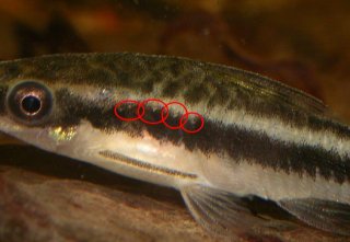 otocinclus vittatus aquaticrepublic pores circling loricariidae