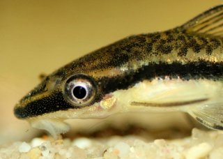 Otocinclus vittatus