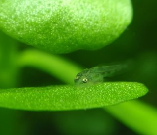 Otocinclus vittatus