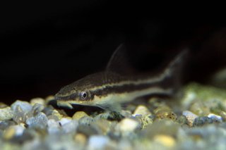 Otocinclus vittatus