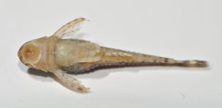 Otothyris lophophanes