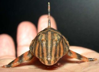 Panaqolus claustellifer