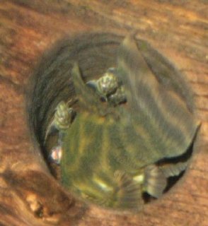 Panaqolus sp. (L169)