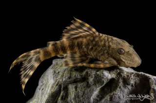 Panaqolus sp. (L206)