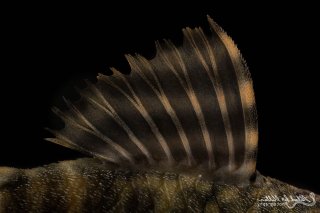 Panaqolus sp. (L206)