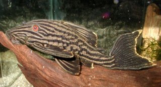 Panaque nigrolineatus