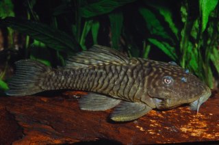 Parancistrus aurantiacus