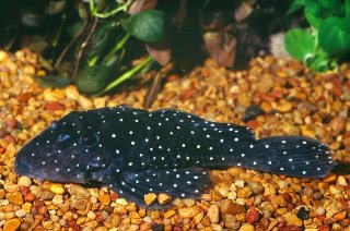 Parancistrus nudiventris