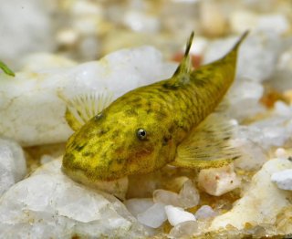 Parotocinclus adamanteus