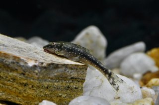 Parotocinclus haroldoi