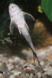 Parotocinclus jimi