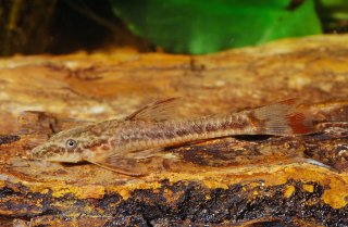 Parotocinclus maculicauda