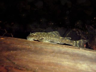 Parotocinclus spilosoma