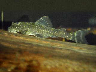 Parotocinclus spilosoma