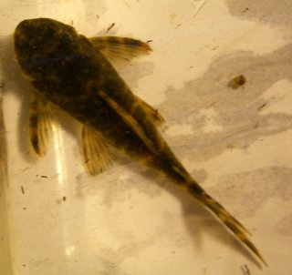 Peckoltia lujani