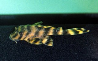 Peckoltia vittata