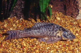 Peckoltichthys bachi