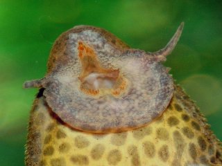 Pseudacanthicus leopardus