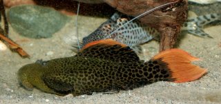 Pseudacanthicus leopardus