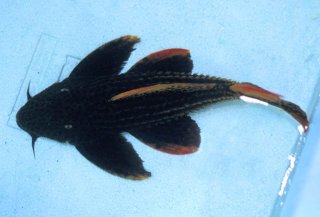 Pseudacanthicus pirarara