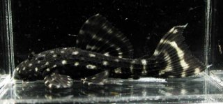Pseudacanthicus sp. (L065)