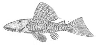 Pseudancistrus genisetiger