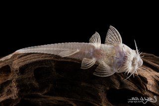 Pseudohemiodon laticeps