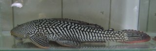 Pterygoplichthys disjunctivus
