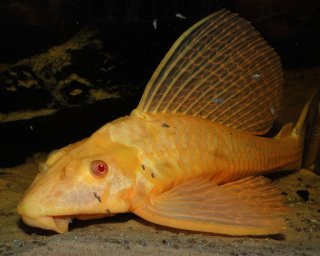 Pterygoplichthys gibbiceps