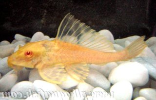 Pterygoplichthys gibbiceps