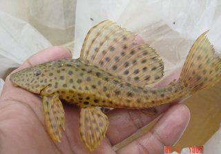 Pterygoplichthys punctatus