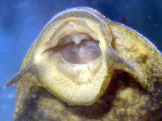 Pterygoplichthys scrophus