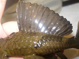Pterygoplichthys scrophus