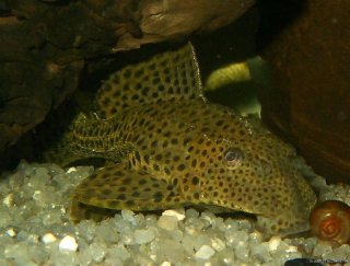 Pterygoplichthys weberi